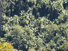 Archontophoenix cunninghamiana