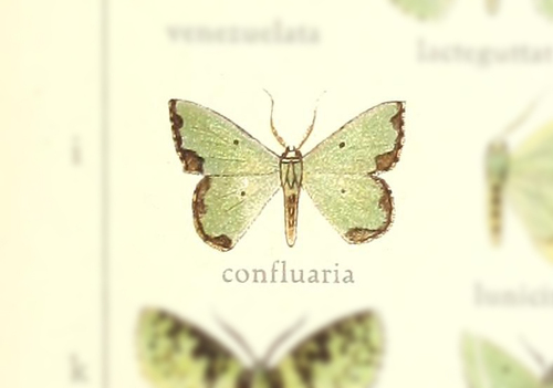 Oospila confluaria
