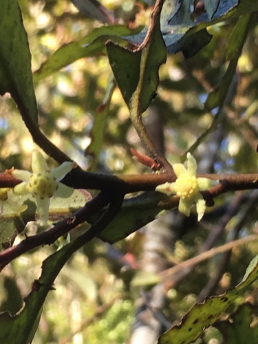 Horopita (Pseudowintera colorata)