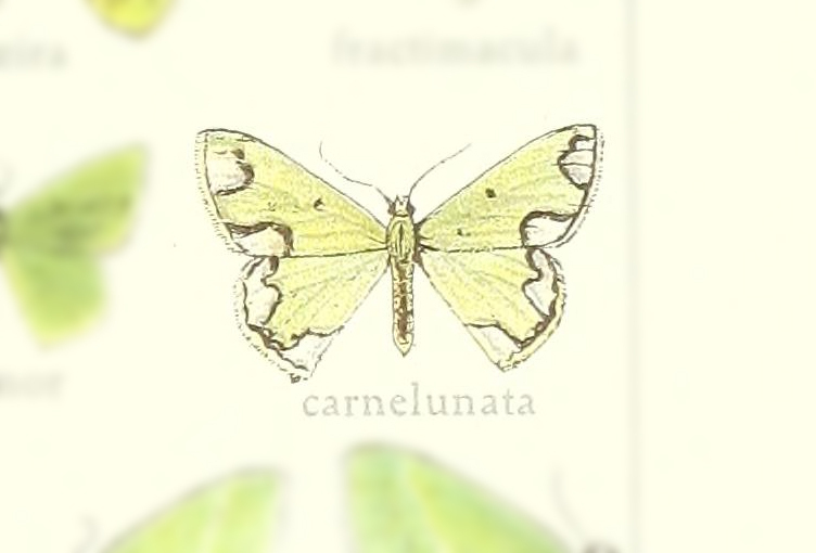 Oospila carnelunata