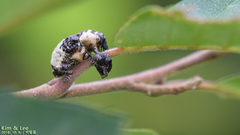 Sternuchopsis trifida