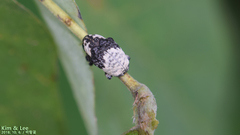 Sternuchopsis trifida