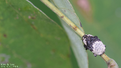 Sternuchopsis trifida