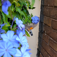 Macroglossum stellatarum