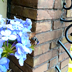 Macroglossum stellatarum