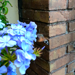 Macroglossum stellatarum