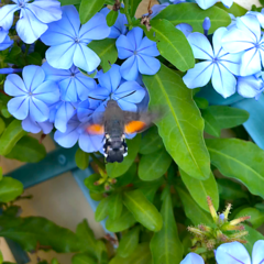 Macroglossum stellatarum
