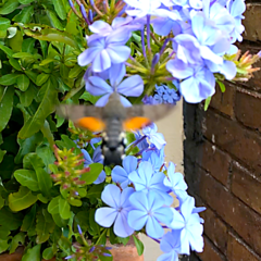 Macroglossum stellatarum