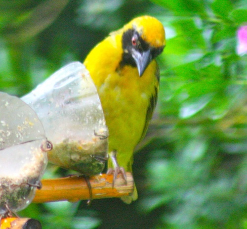 Ploceus velatus