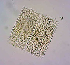 Helicotheca