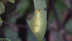 Calliteara pseudabietis