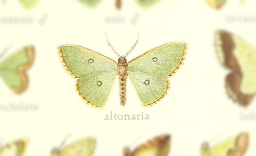 Oospila altonaria