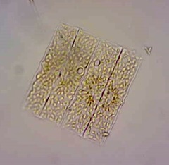 Helicotheca