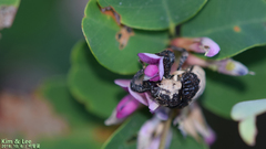 Sternuchopsis trifida