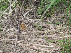 Argynnis laodice