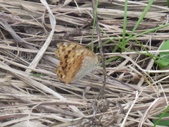 Argynnis laodice