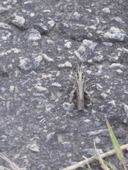 Chorthippus maritimus maritimus