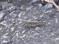 Chorthippus maritimus maritimus