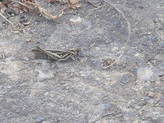 Chorthippus maritimus maritimus