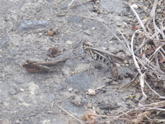 Chorthippus maritimus maritimus