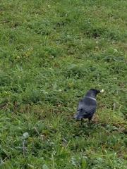 Corvus monedula