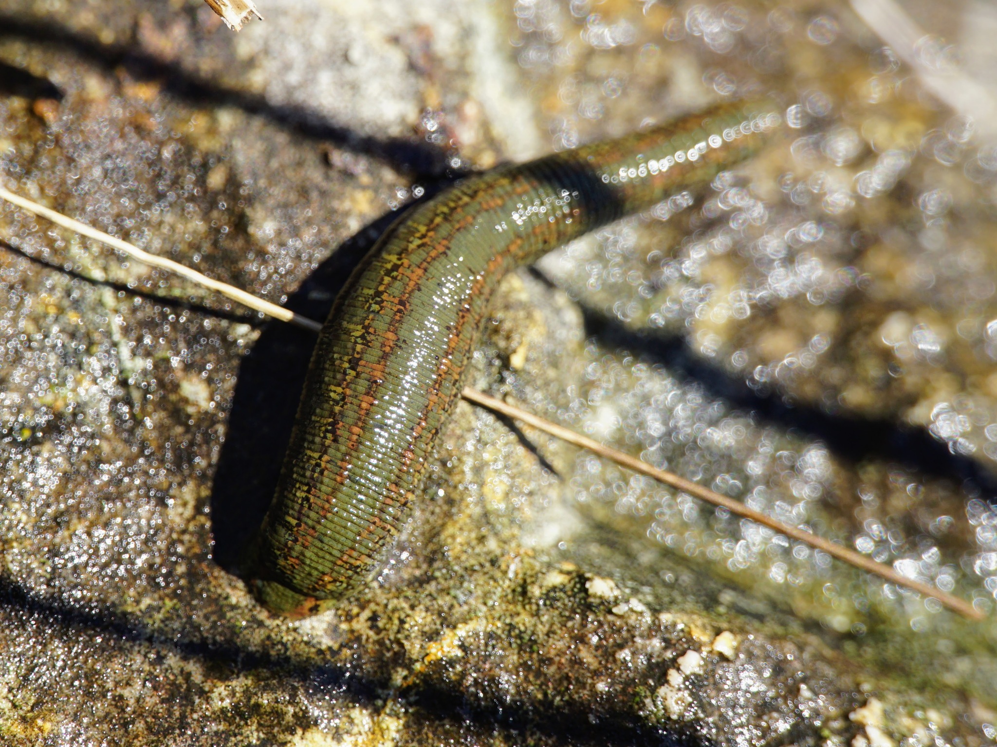 Hirudinidae