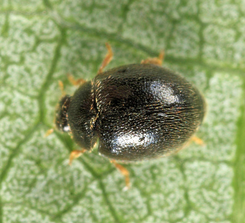 Dot Ladybird