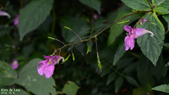 Impatiens textorii