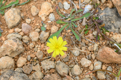 Launaea crepoides image