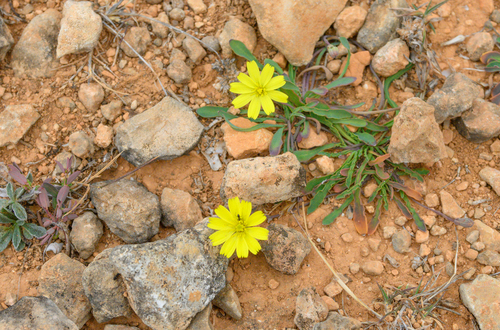 Launaea crepoides image