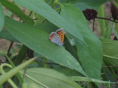 Lycaena phlaeas daimio