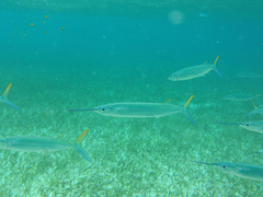 Hemiramphus brasiliensis