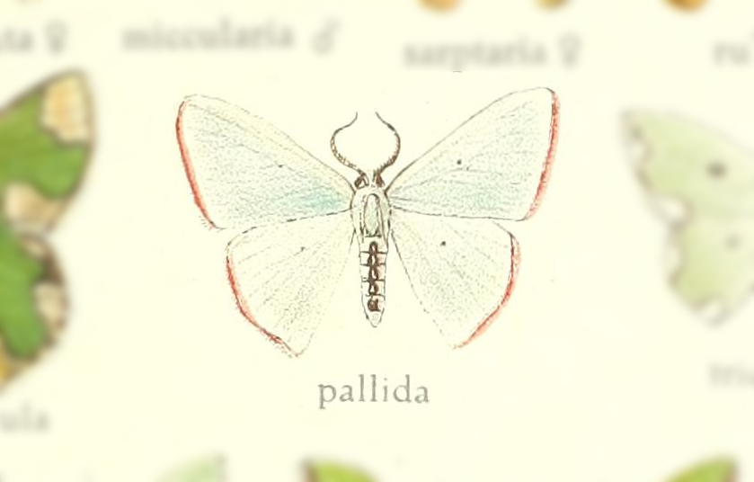 Oospila ciliaria