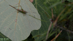 Conocephalus exemptus