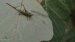 Conocephalus exemptus