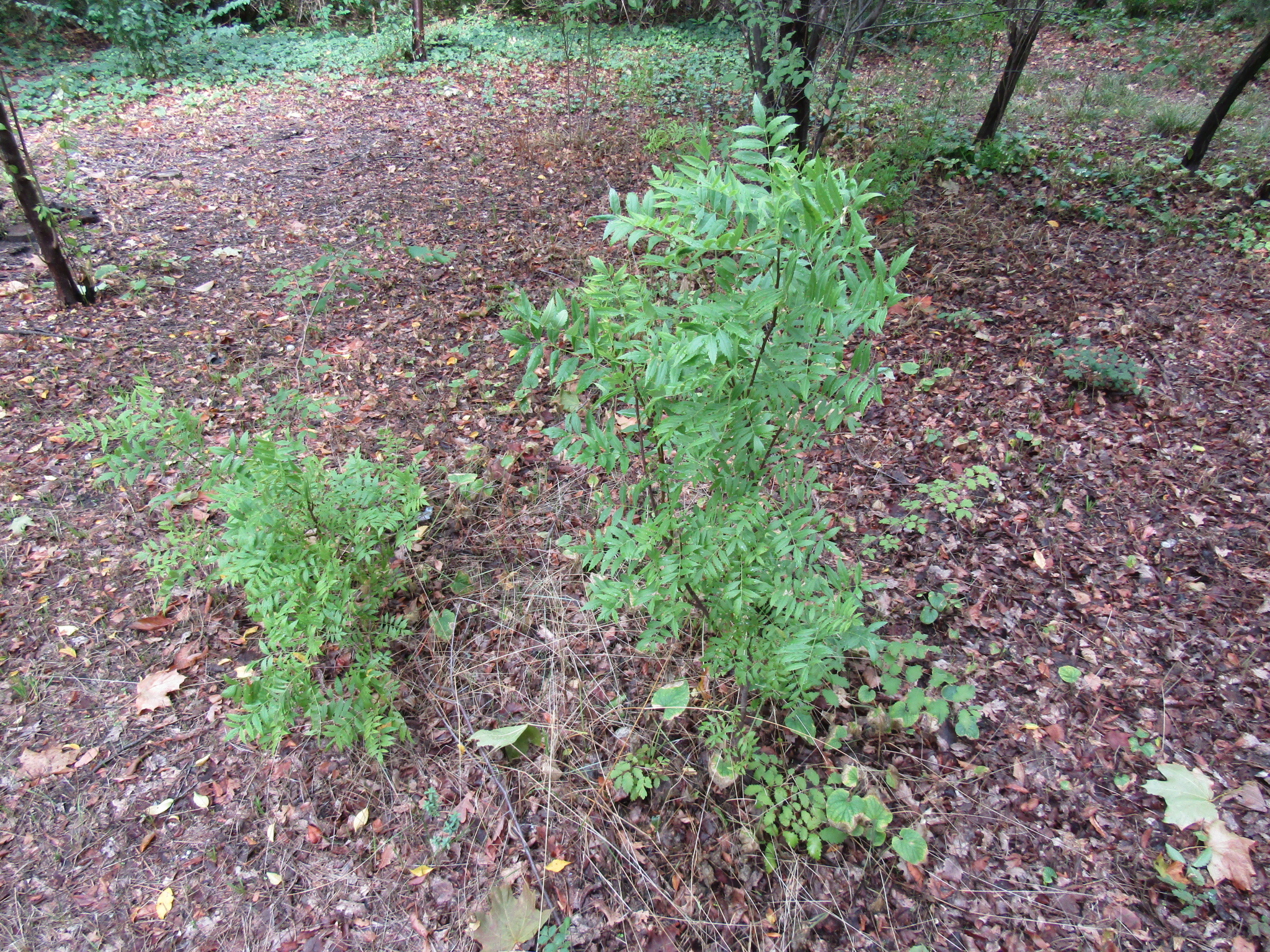 Xanthoceras sorbifolia