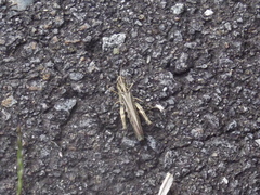 Chorthippus maritimus maritimus