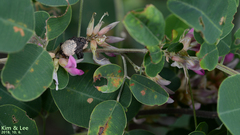 Sternuchopsis trifida