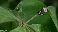 Sternuchopsis trifida