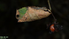 Corylus heterophylla