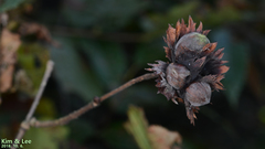 Corylus heterophylla