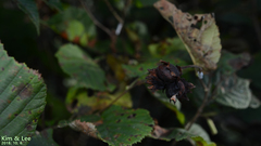 Corylus heterophylla