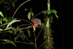 Erythropitta arquata
