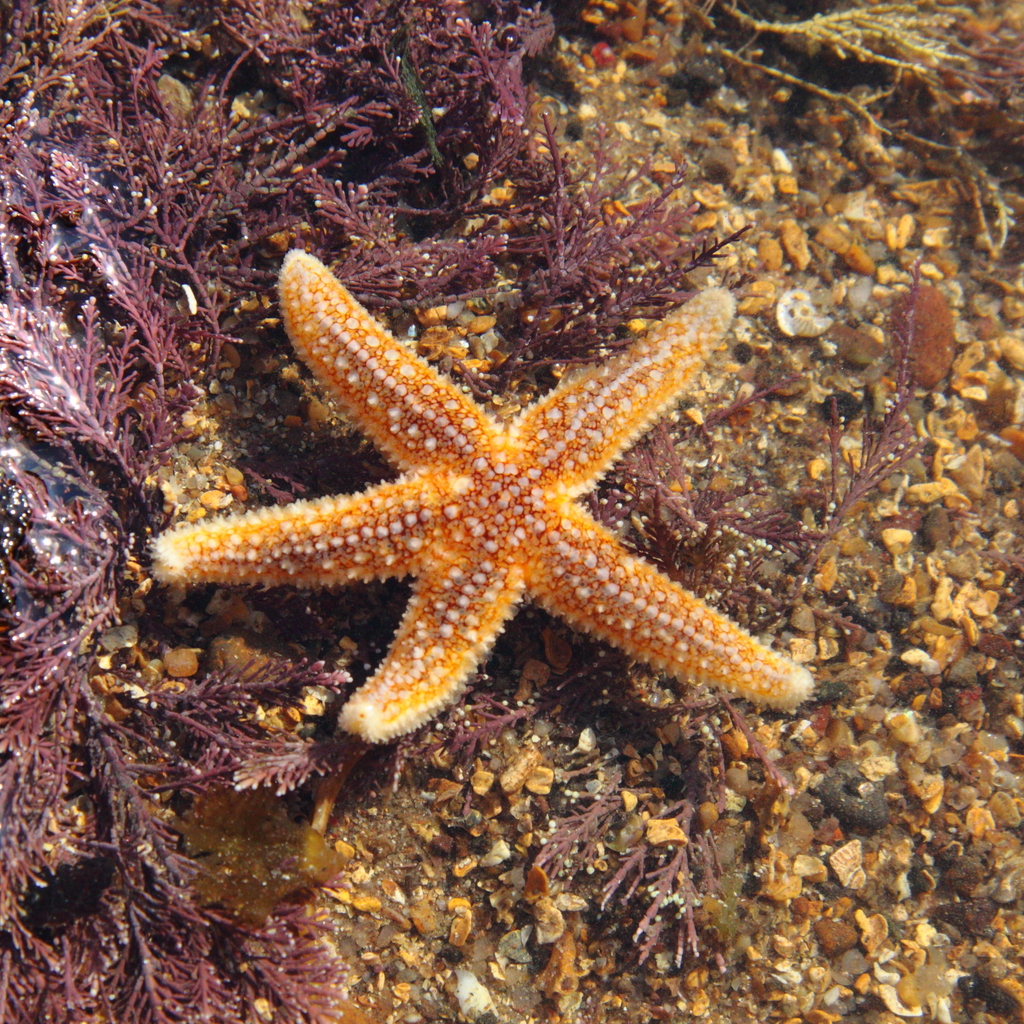 Photo of Common starfish (Asterias rubens)