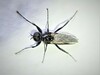 Greek March Fly - Photo (c) Agapakis Georgios, some rights reserved (CC BY-NC), uploaded by Agapakis Georgios