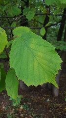 Corylus avellana