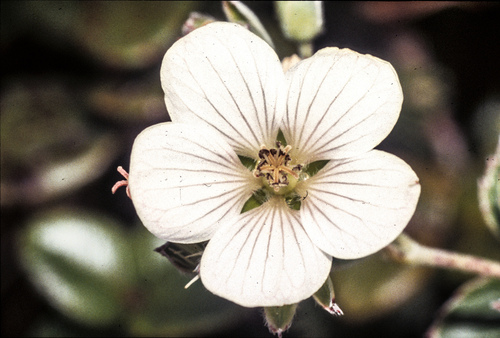 Geranium hillebrandii observed 2004-04-07