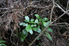 Brachyglottis kirkii