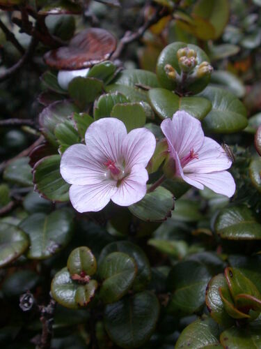 Geranium hillebrandii observed 2005-08-24