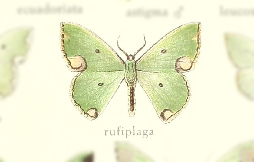 Oospila marginata